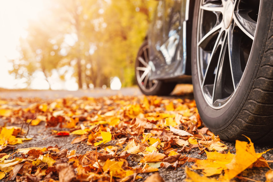 Car on asphalt road on autumn day at park.