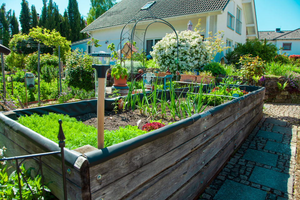 Beautiful garden in raised garden beds